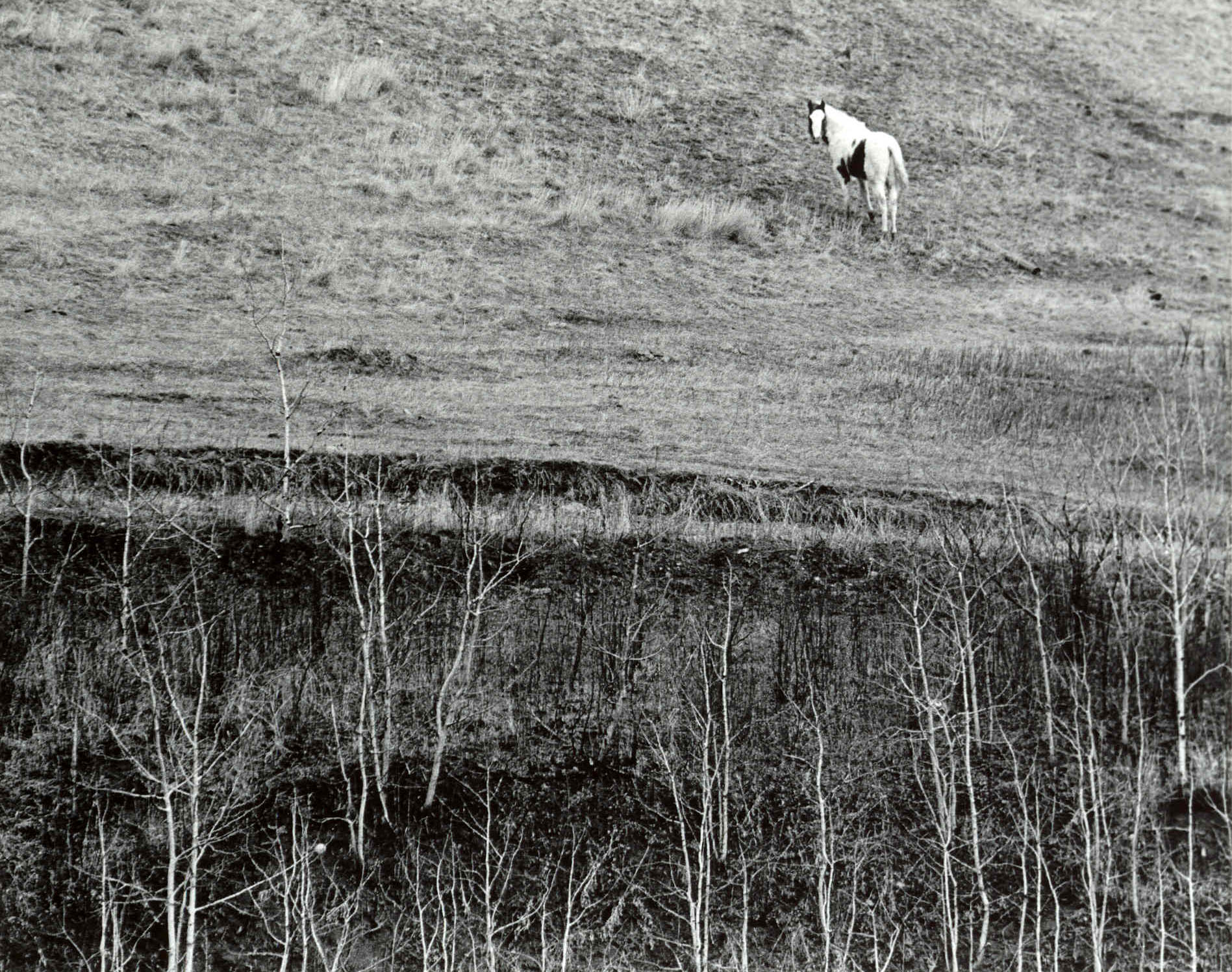 Landscape with Horse below Rocky Boy Agency