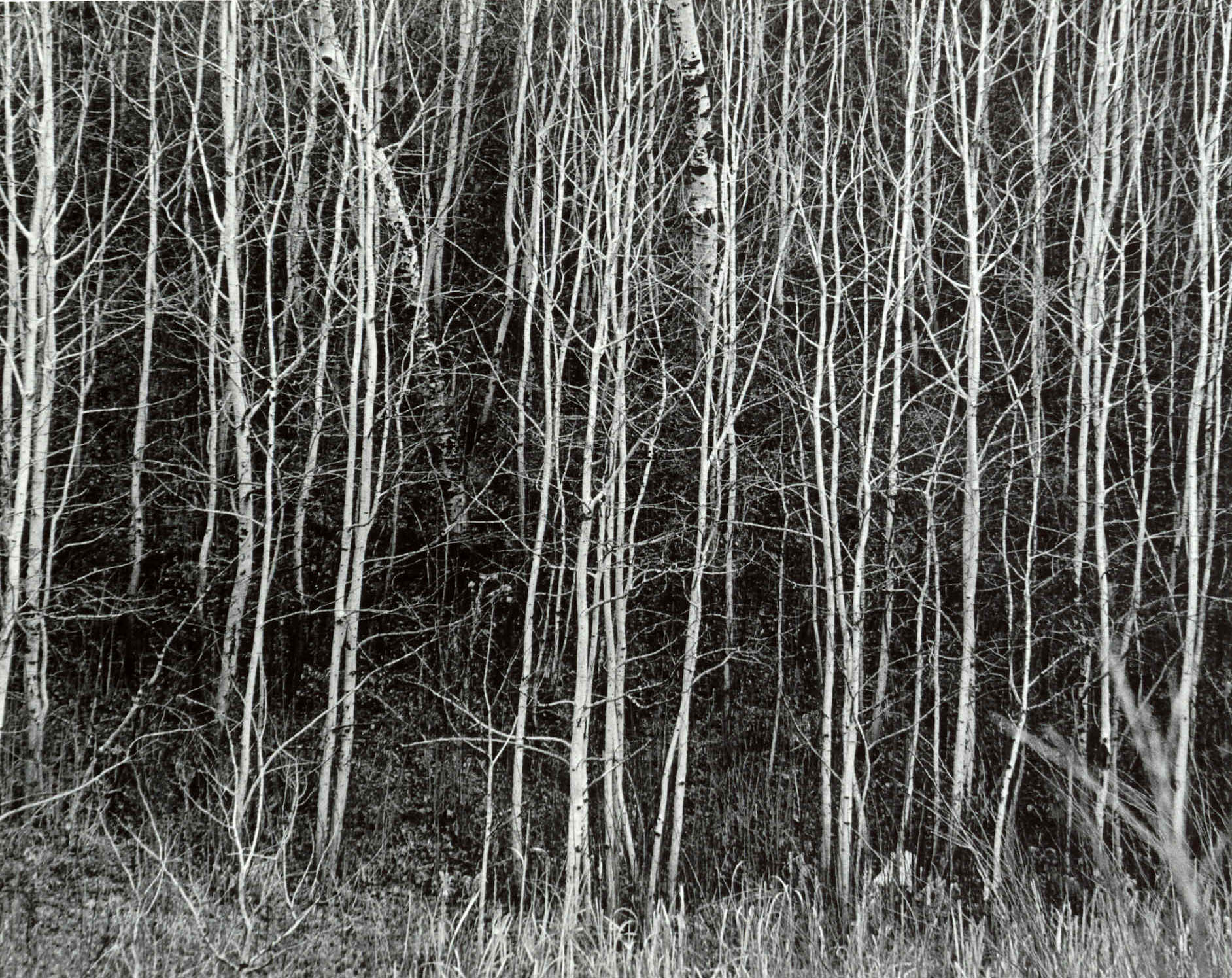 Tree Landscape below Rocky Boy Agency